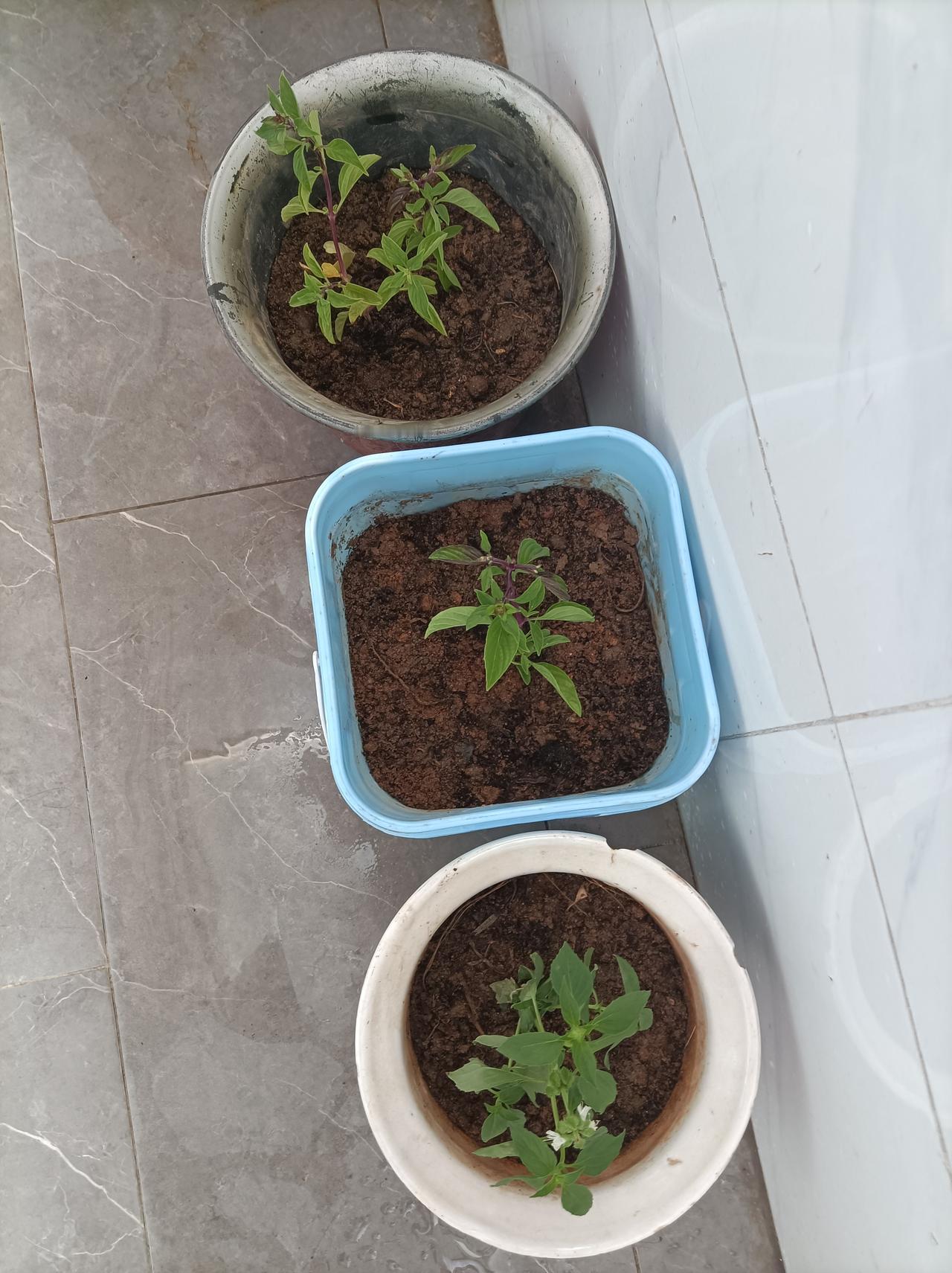 阳台花草近况冬天了，阳台上有的花草休眠了，罗勒九层塔和金不换重新扦插了几盆，都成