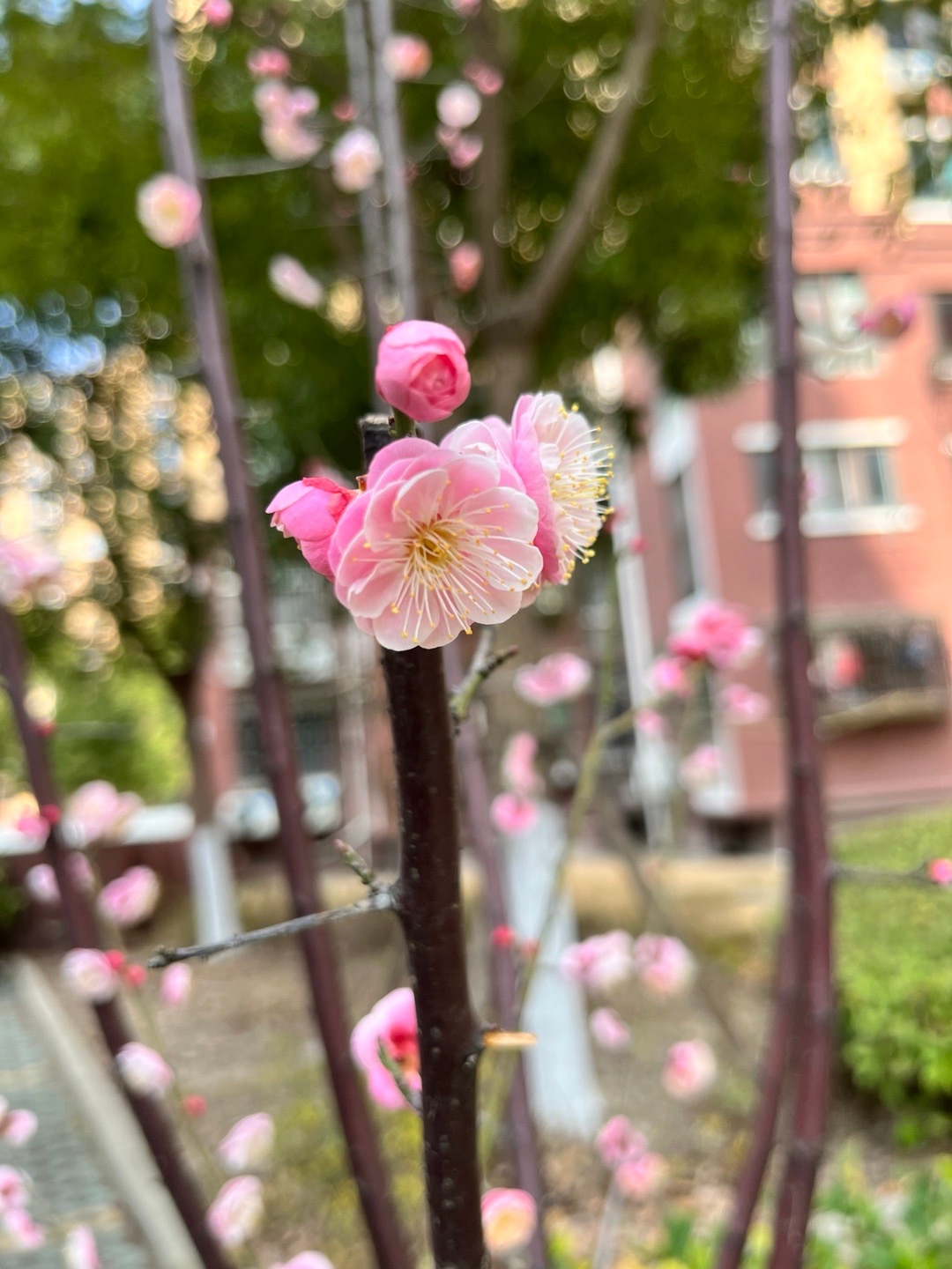 #2024龙年龘吉#梅开百花之先，独天下而春🌸#随手拍# ​​​