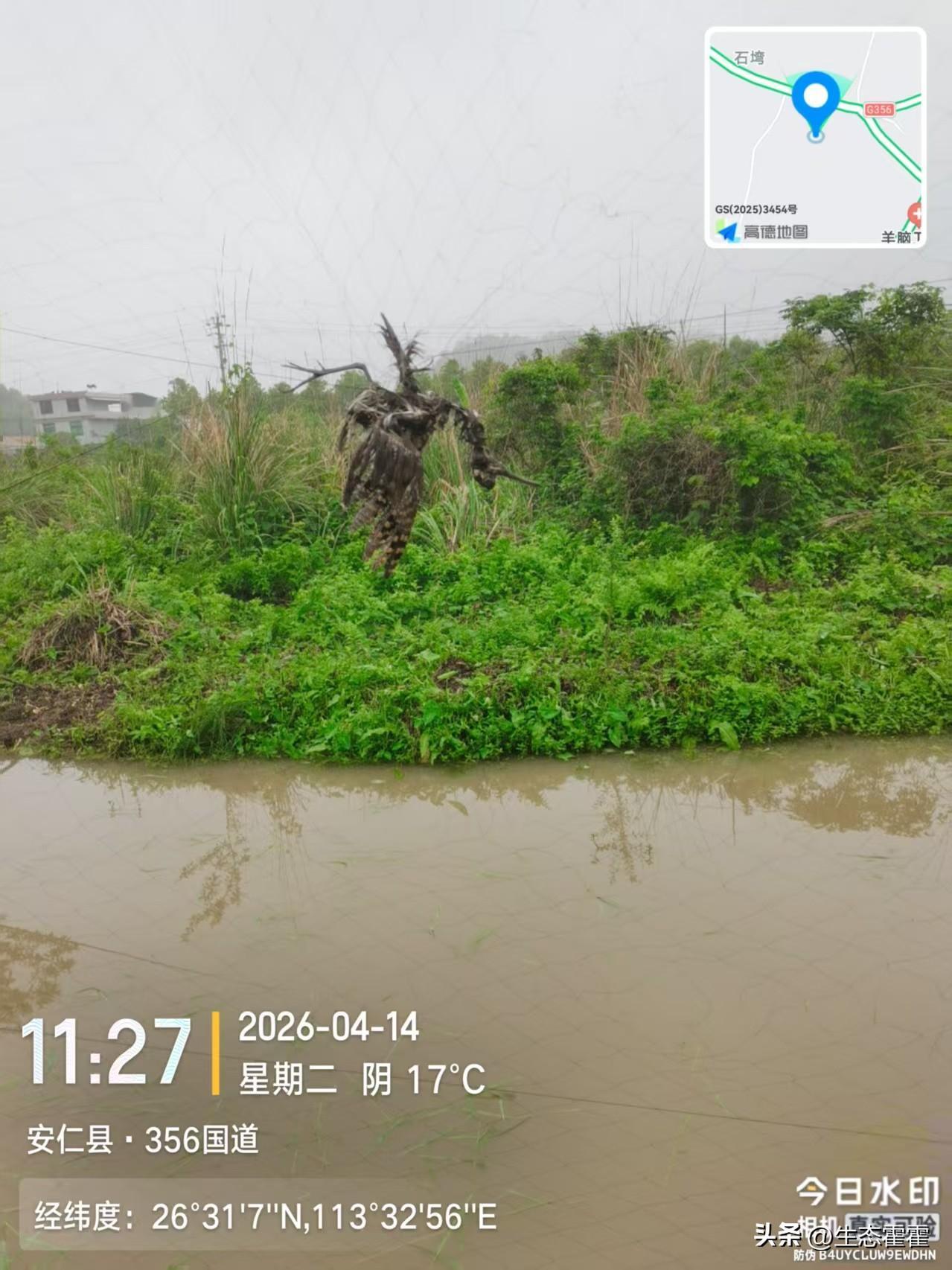 志愿者在湖南省郴州市安仁县金紫仙镇356国道沿线，发现多处非法架设的捕鸟网，网上