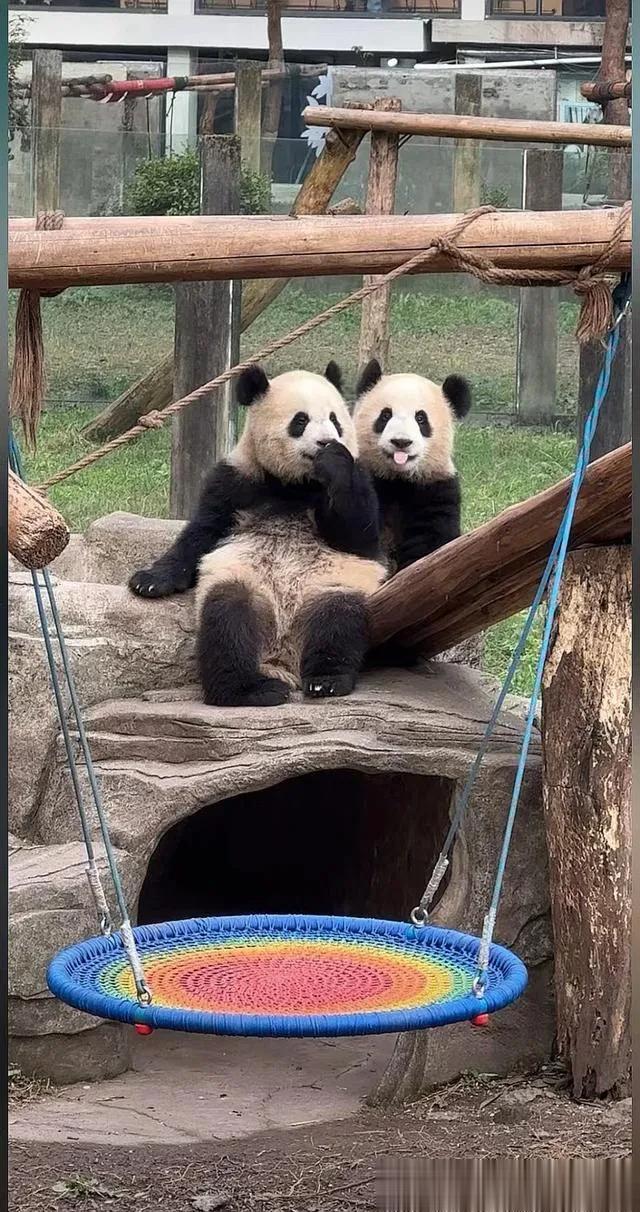 岁月静好，两小无猜
可可爱爱过圣诞节
疯狂吃播[灵光一闪]