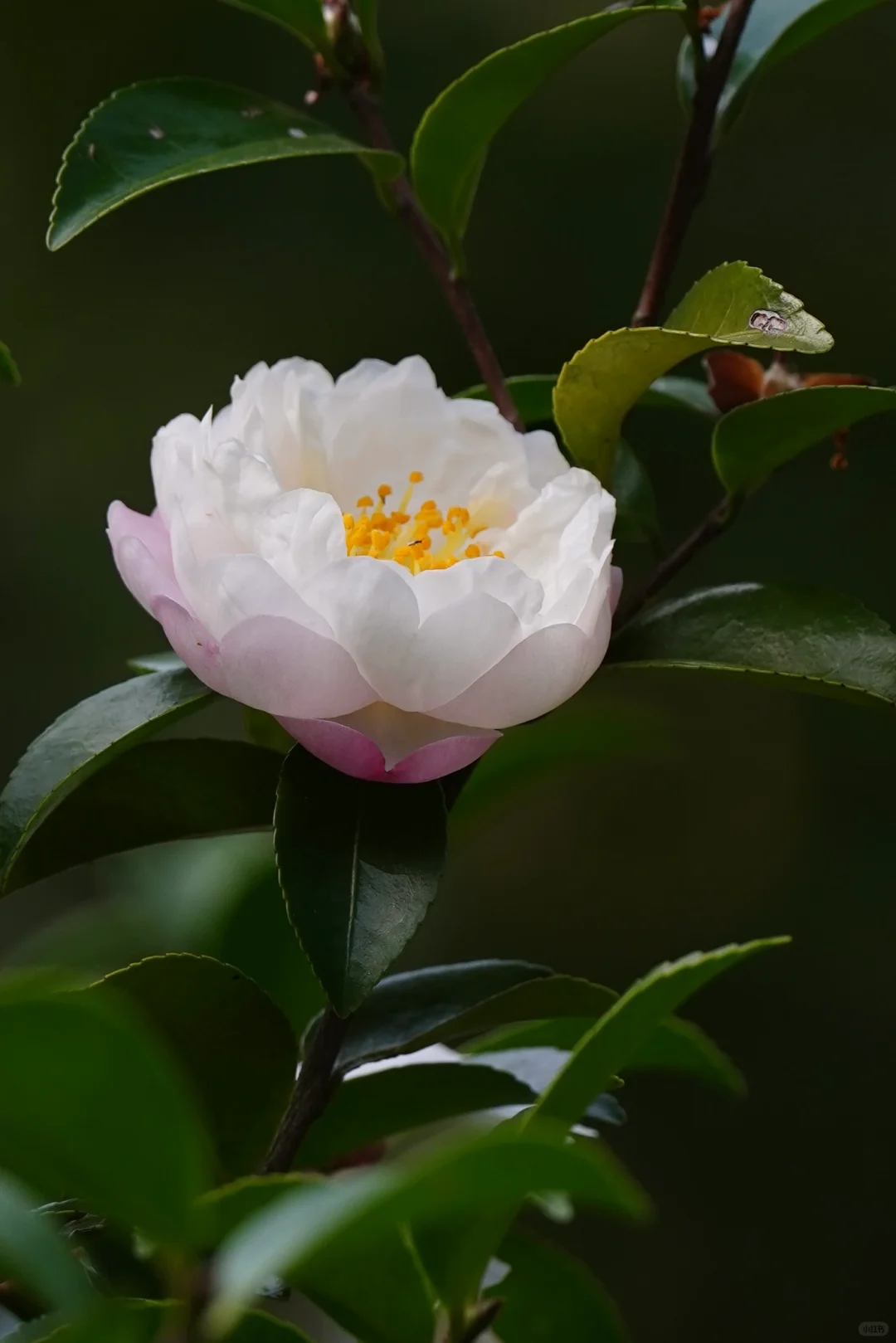 茶梅花开｜朝仓