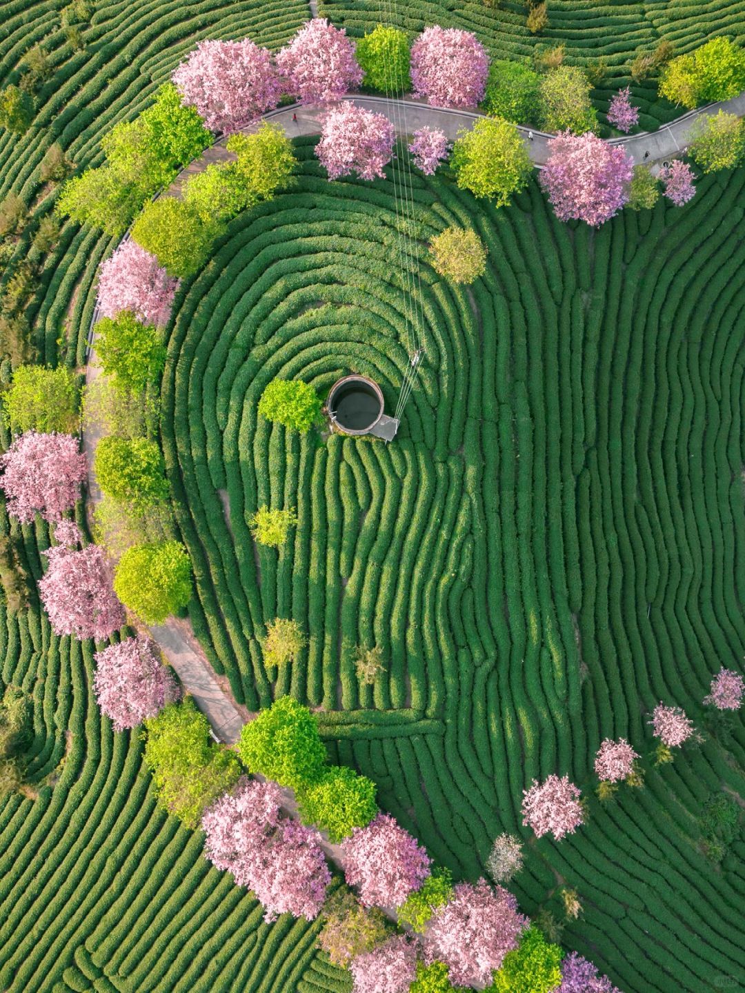 以为大理樱花够美了🌸直到我去了福建龙岩