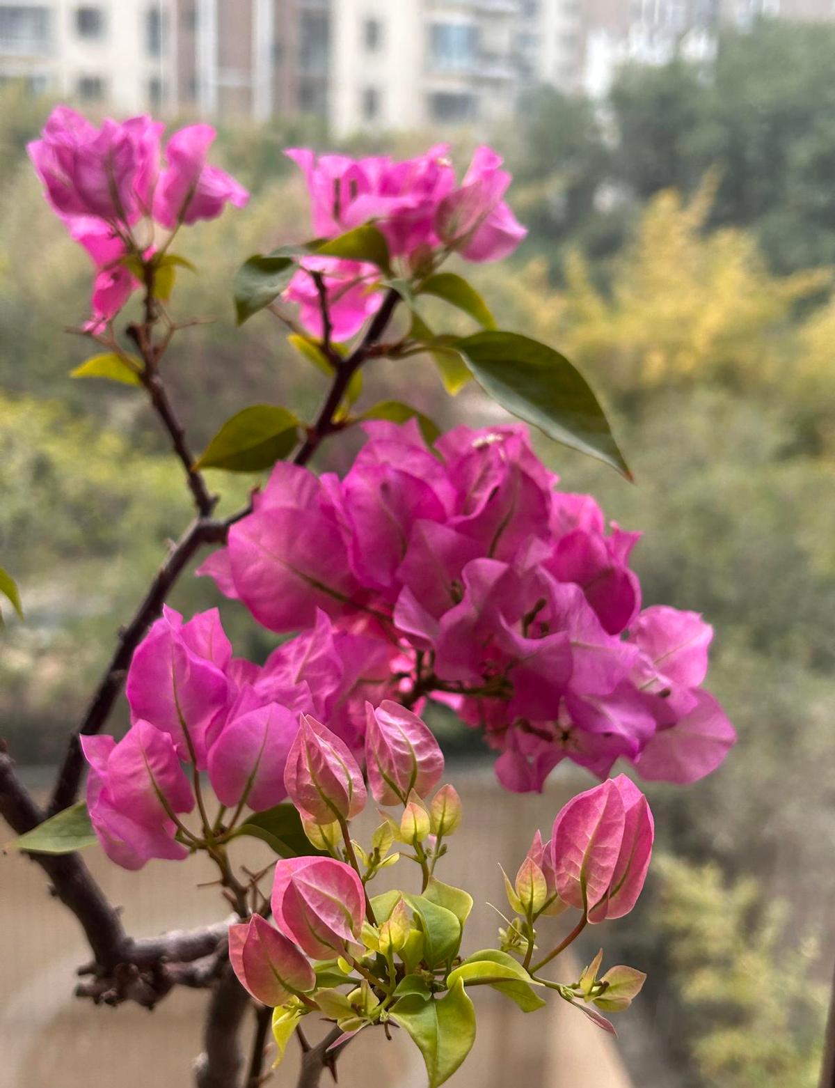 术后第139天，我故意让腿酸到发抖。
扔掉止痛药的第3周，晨练从10分钟拉到25