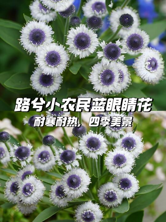 🌼蓝眼睛进口花盆栽🌿