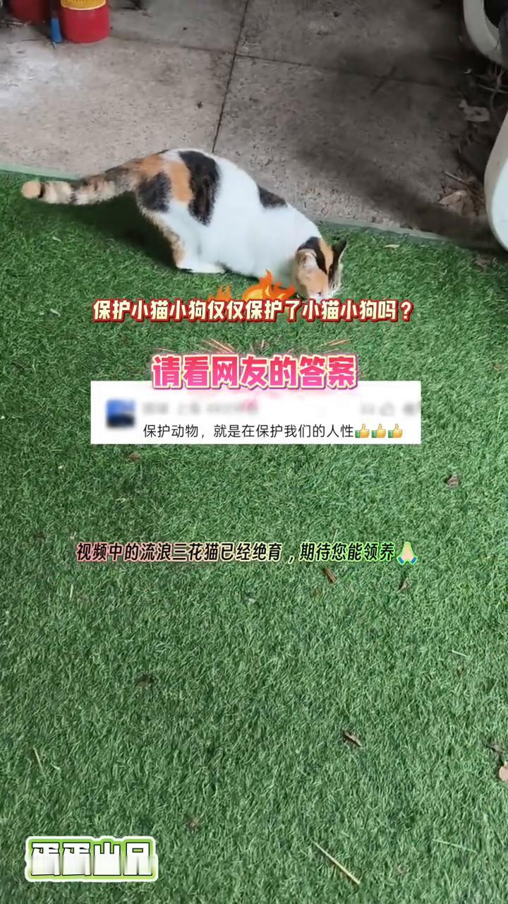 保护小猫小狗仅仅保护了小猫小狗吗？请看网友的答案。
保护动物就是在保护我们的人性