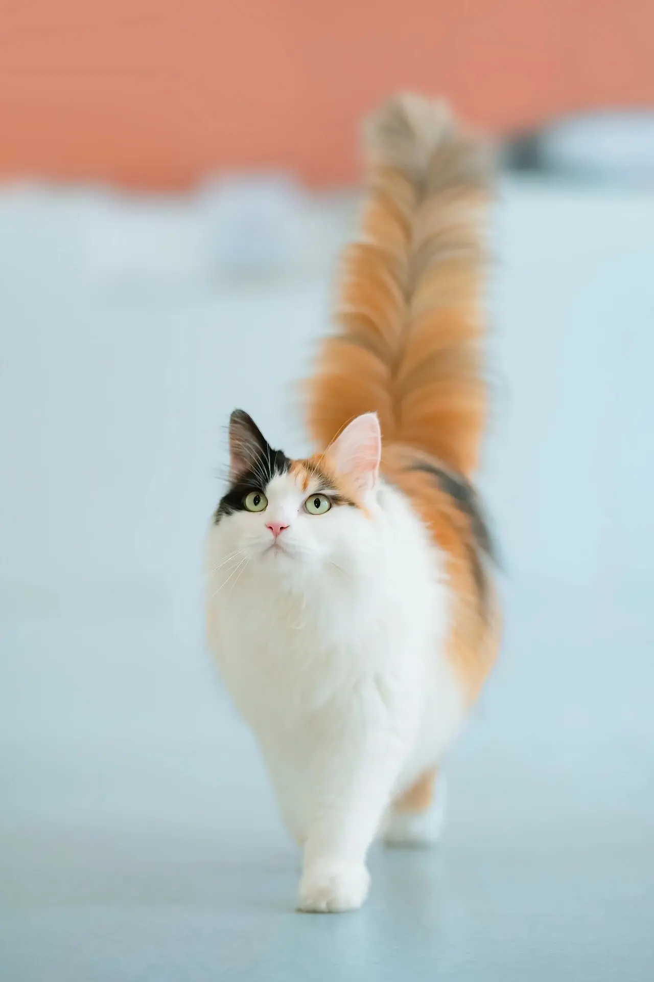 名副其实 “仙女猫🐱”一身长毛，蓬松的大尾巴，加上俊酷的脸蛋，怎么看怎么飒！
