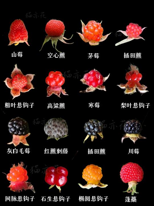 好多莓果啊，你吃过哪几种呢？