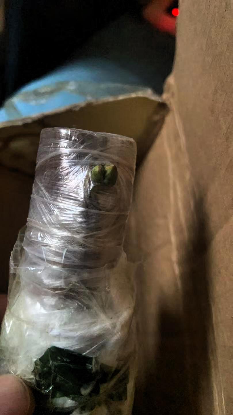 万叶无花果嫁接苗，大佬分享的这个品种太让人惊喜了。它属于中晚季品种，9月中旬到1