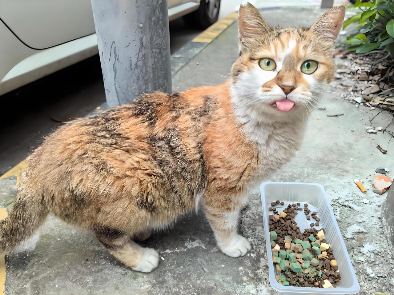 人性本恶？福建某学生在光天化日之下当场用刀捅死校园的一只流浪猫，手段残忍到令人不