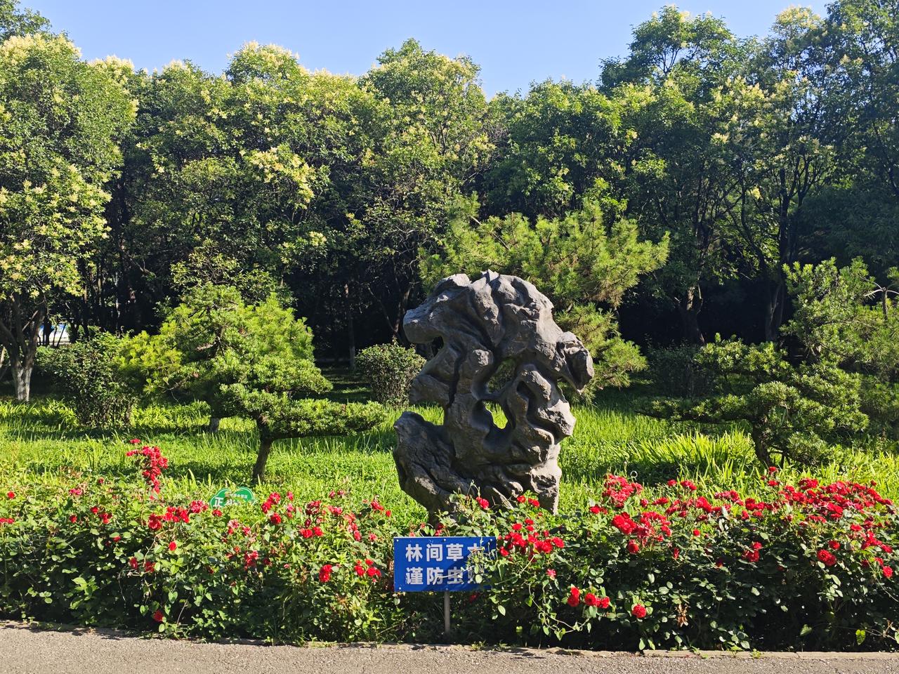 秦腔自乐班

昨天早上慢跑，感觉阳光有些晒，跑过沣河二号桥，右拐跑进森林公园，这