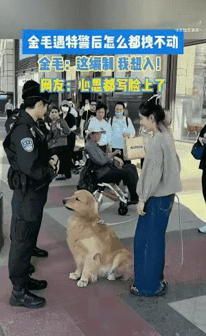 上海街头，女子遛金毛时偶遇执勤民警，金毛竟蹲坐在民警面前赖着不走，背挺得笔直。网