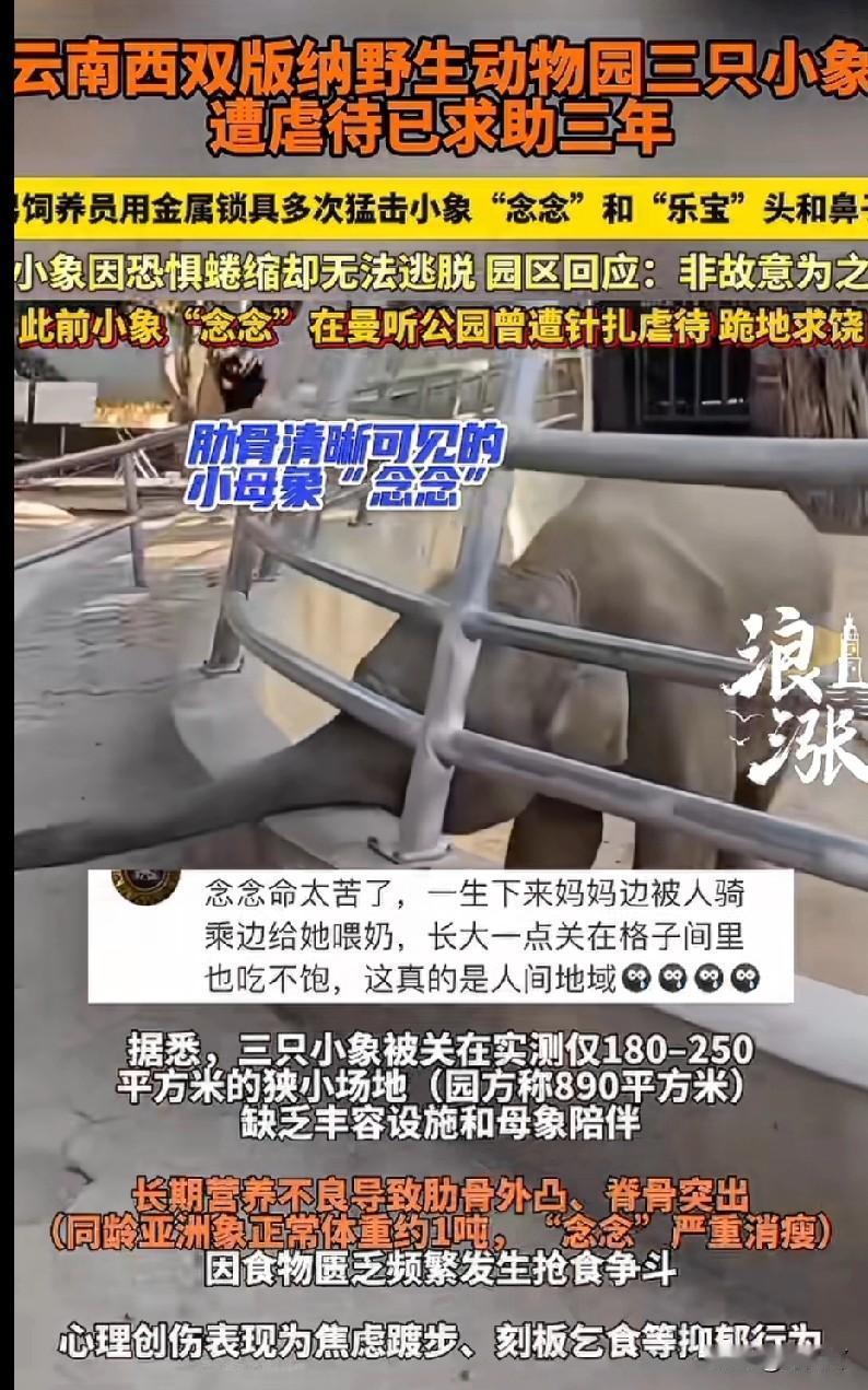 云南西双版纳野生动物园里的小象“念念”属实让人心疼！

据知情人透露，3岁的小象