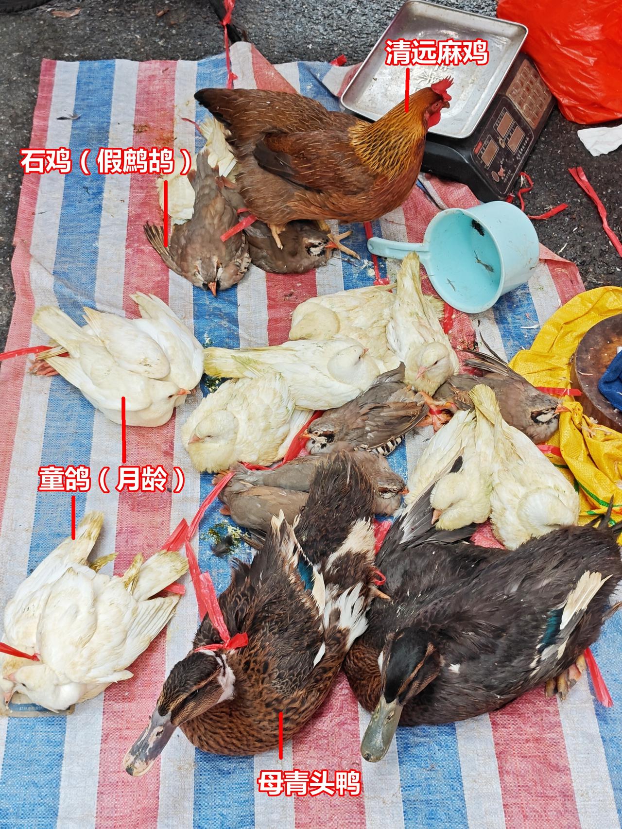 禽类集合：

1、石鸡，养殖的，商品名“鹧鸪”，实际并非中华鹧鸪。
2、清远麻鸡