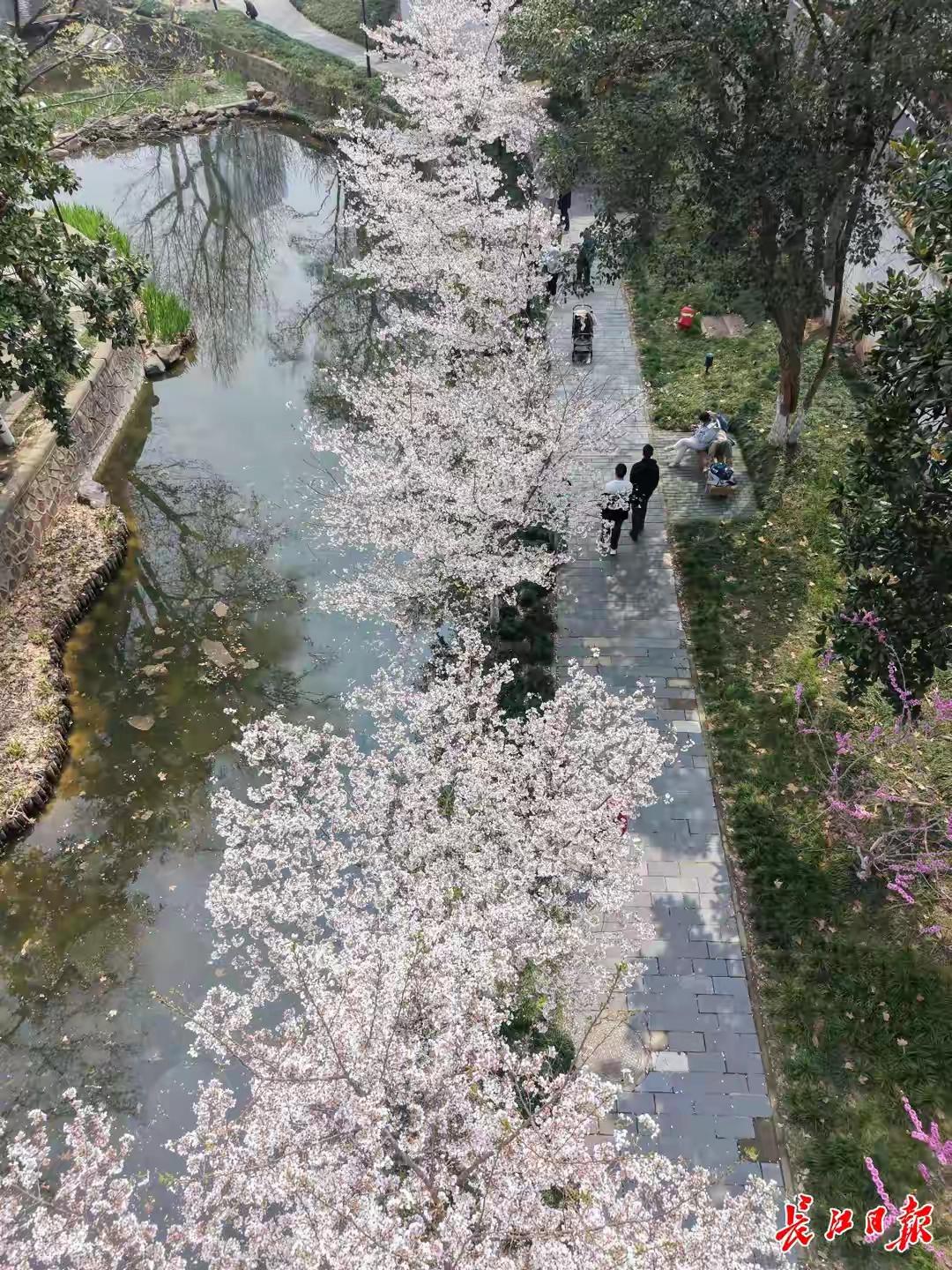 樱花盛开，漫步在春日的小径上，感受大自然的美好。