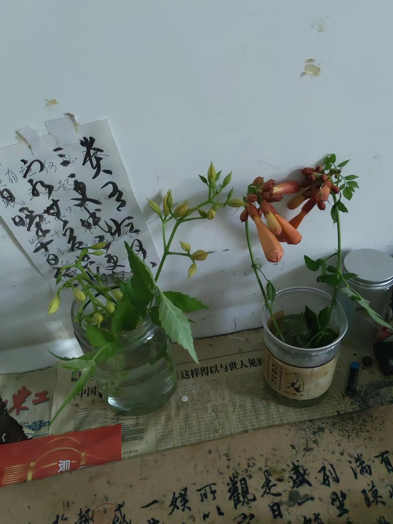 晒图笔记大赛无论环境怎样，依然绚丽绽放