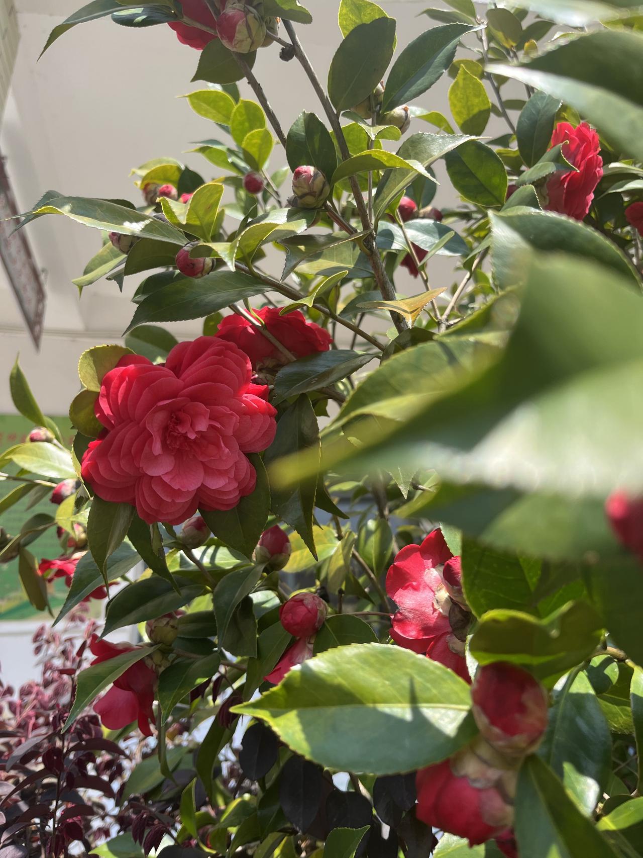 用了9天，读完了《曾国藩传》。合上书，脑子里只剩下四个词。

尚拙、读书、有恒、