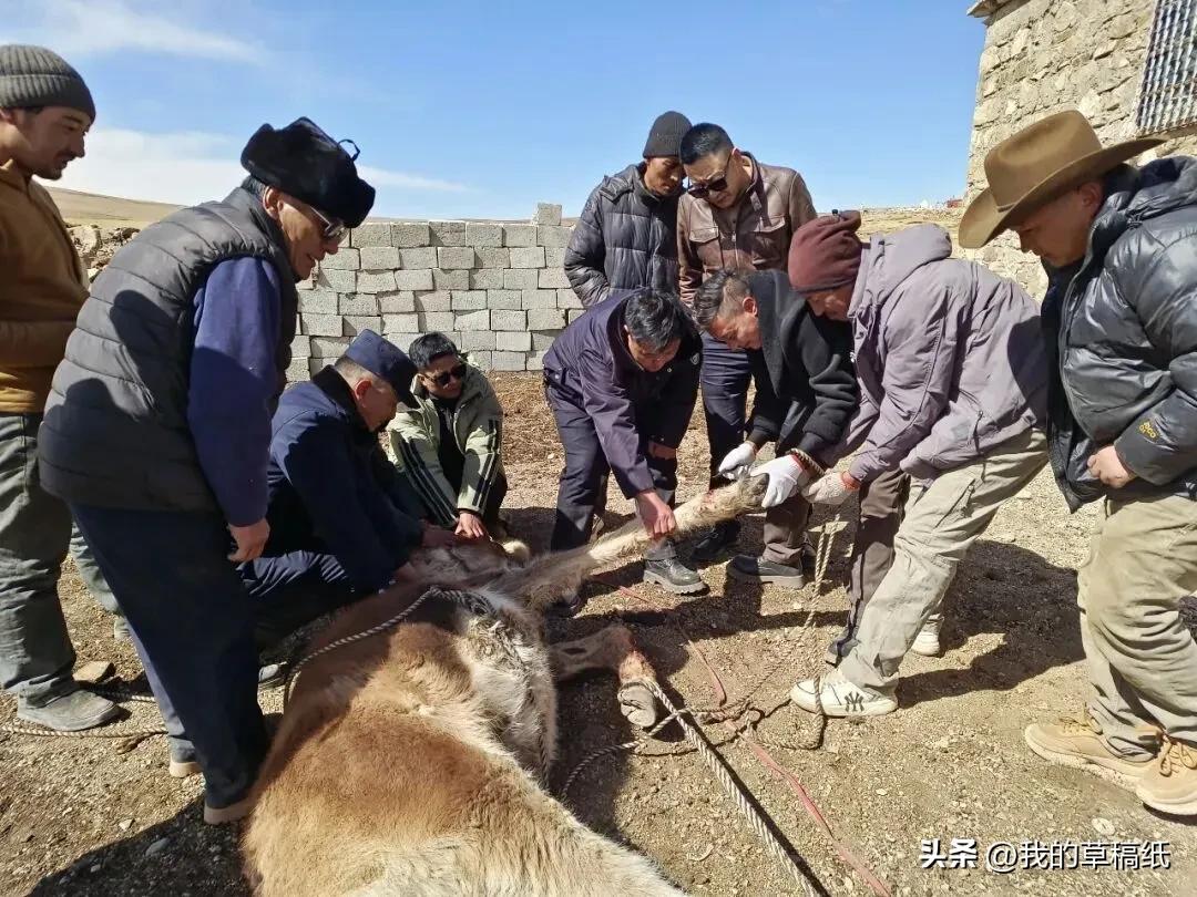 6小时！青海公安冰面救出“国宝”藏野驴，这事你给评评理，值不值！

你见过为了救