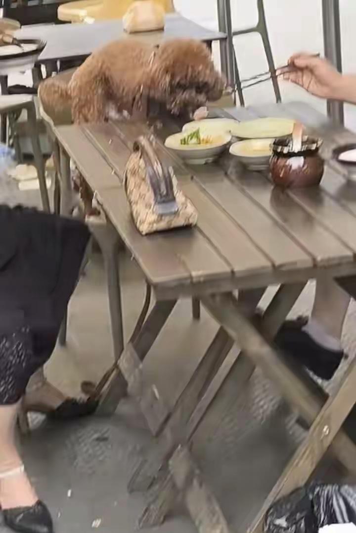 眉山食客带狗上桌用筷子喂食，这事做的的确太过分了。
现在一些女性心理严重扭曲，称