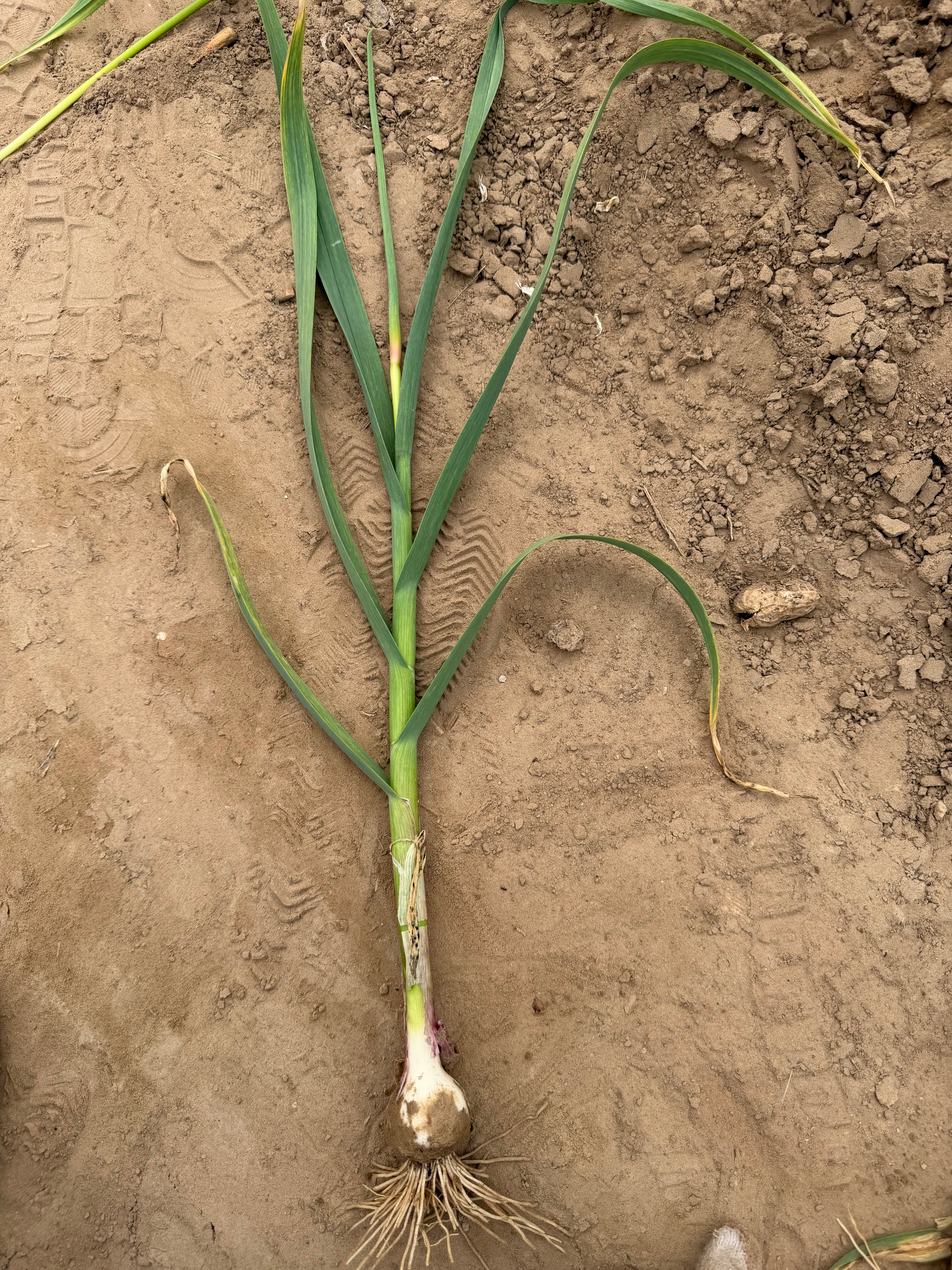 真不是段子，不是摆拍，蒜苔真的扔，商家回收1.5毛1斤，忙活一天，100斤才卖1