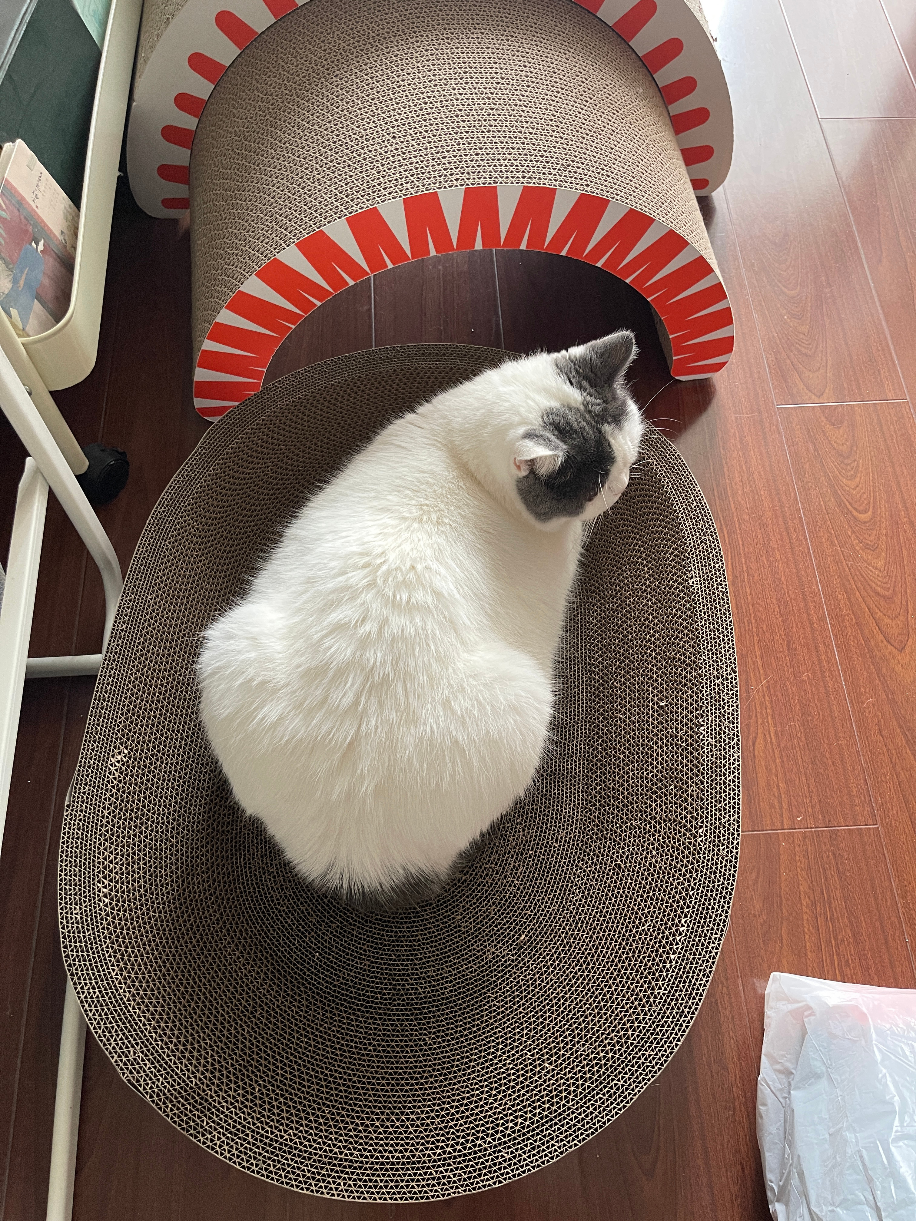 碗碗的猫抓板 又爱上了 