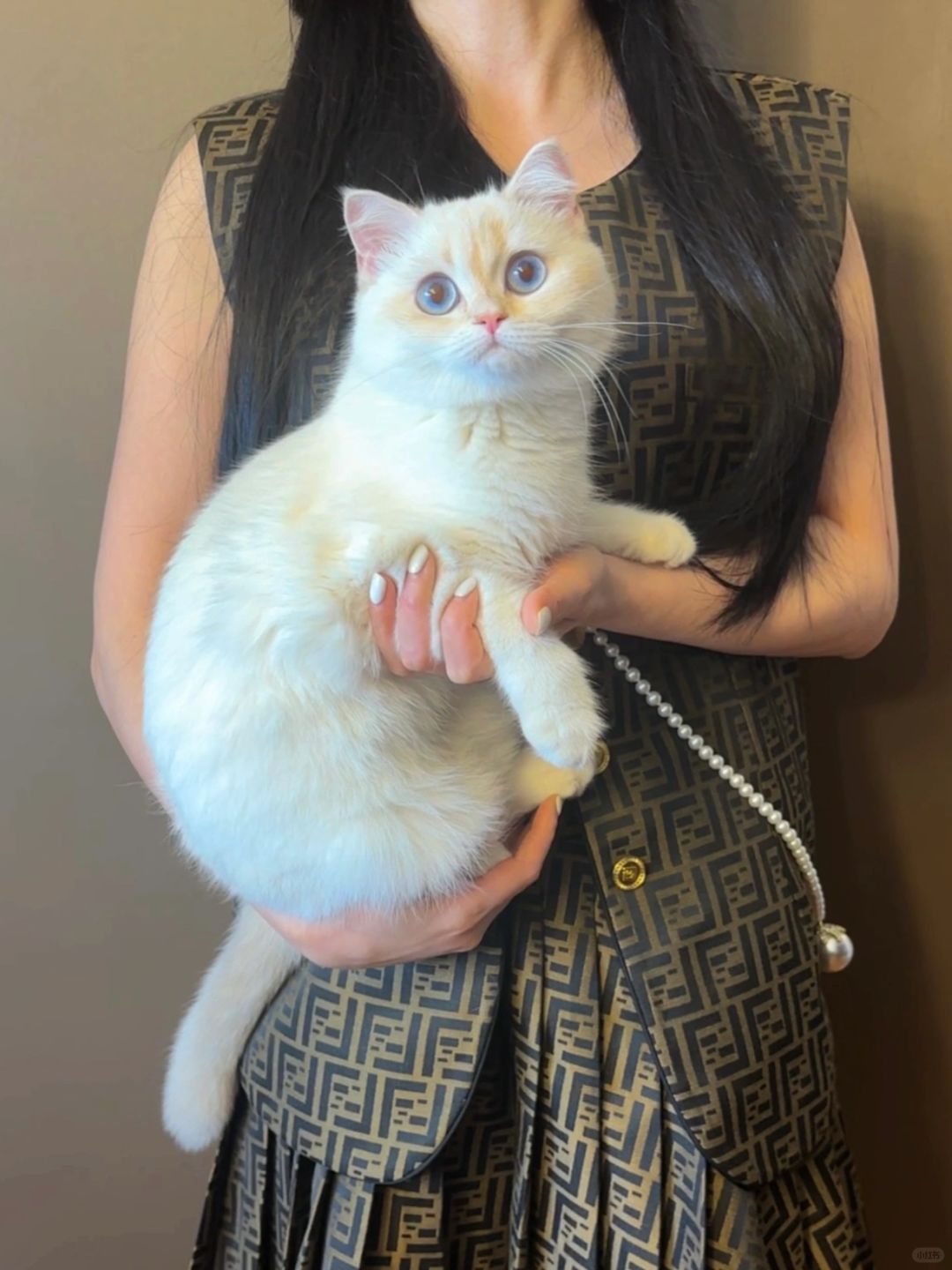 大家买猫的时候一定要警惕这种面相的小猫