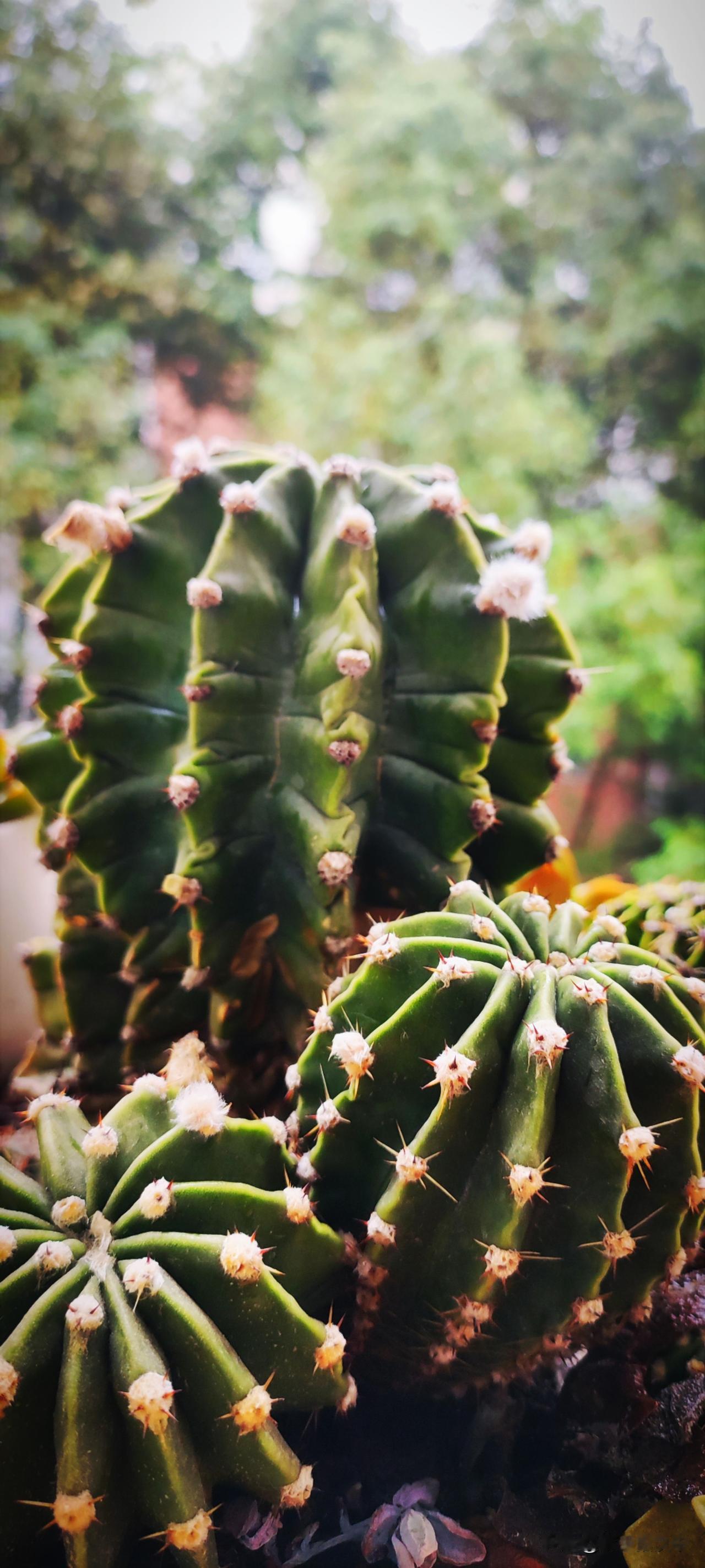 记录我的春节生活昨天多云，之前都是“春和景明”。这一场春雨落下，浇洒着大地，悄然