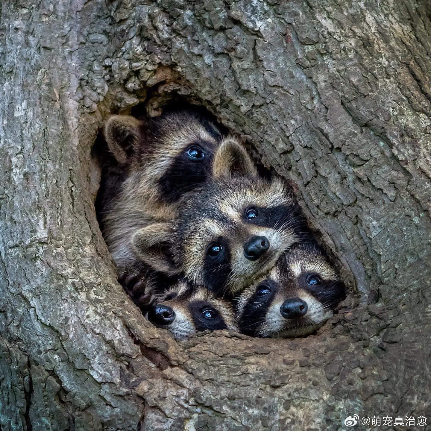 看到有人看它们，都跑出来凑热闹了！萌宠宠物