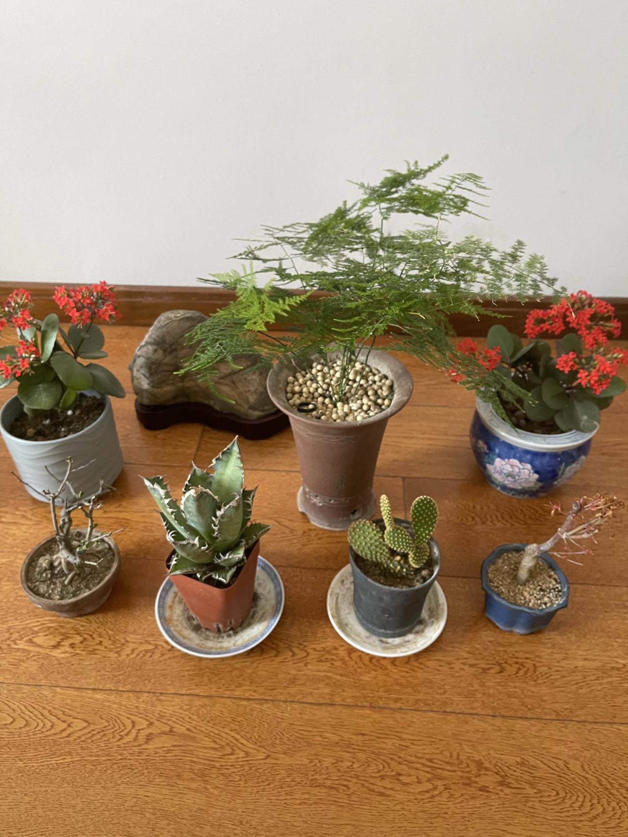 为植树节增绿添花

植树节来啦，主打一个增绿添彩！
从来不用喊口号，也不用搞动员