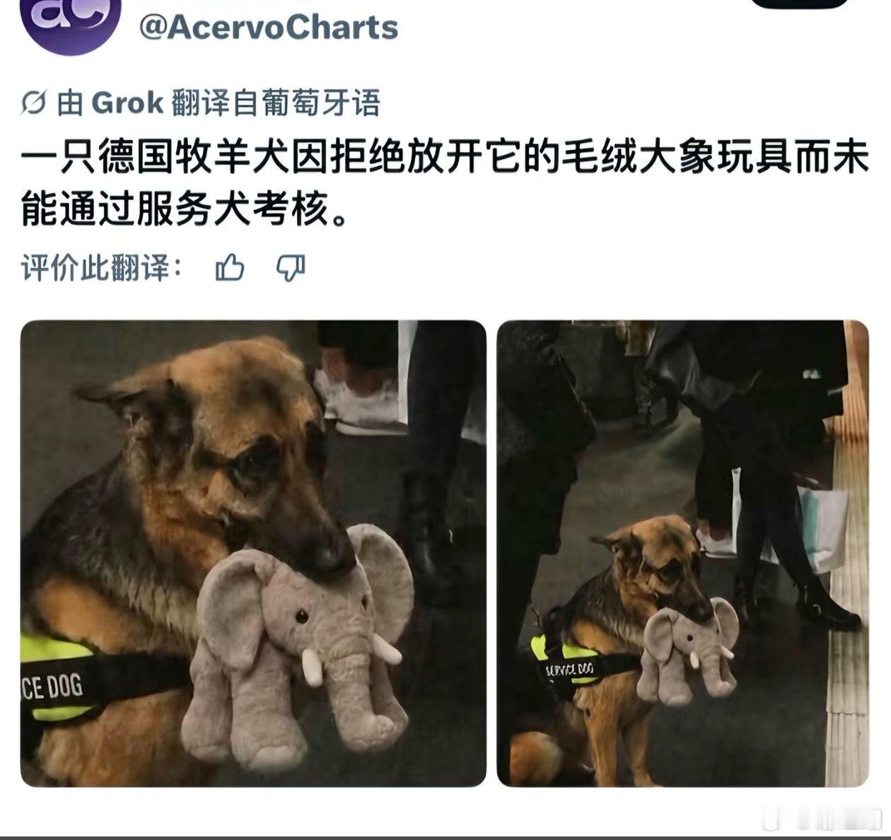 恭喜小狗过上喜欢的狗生 ​​​