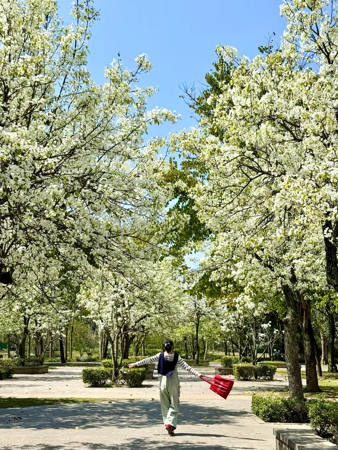 成都！3.25实况！梨花开爆了！！都没人来拍……