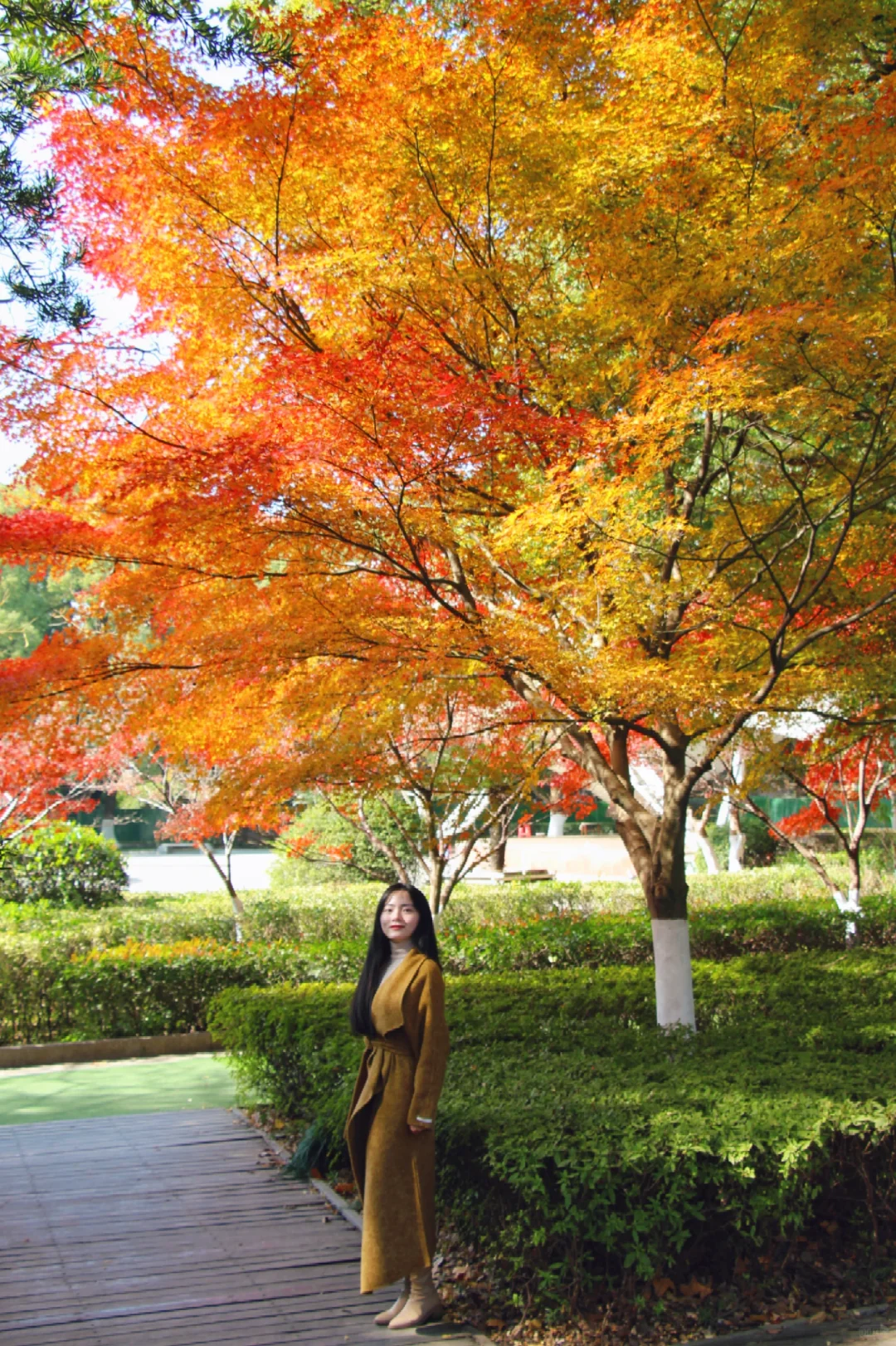 南昌赏秋🍁人民公园的枫叶已经红啦