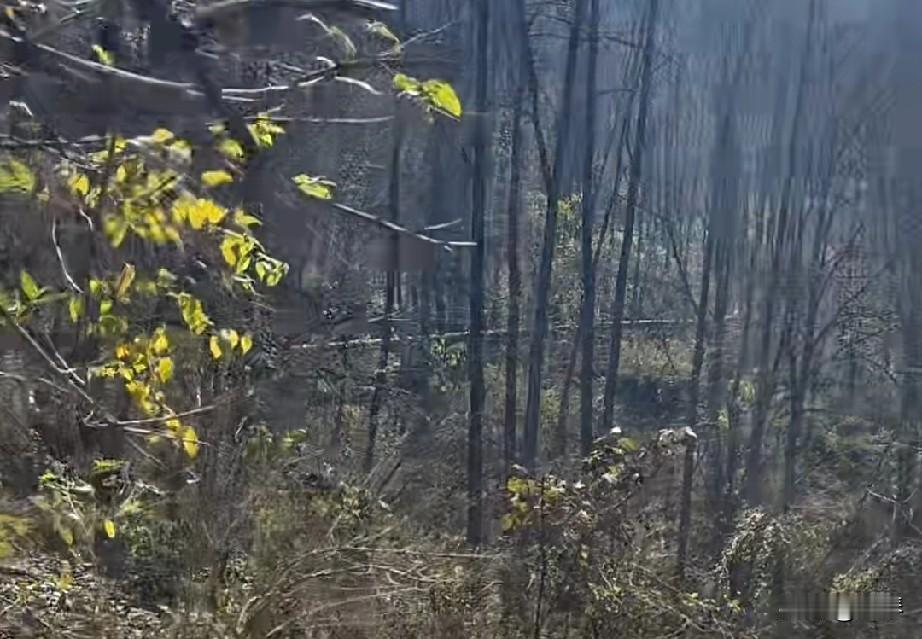 关于七星山荒野求生最后谁成为冠军这个问题，我觉得剩下的选手谁是冠军对于主办方来说