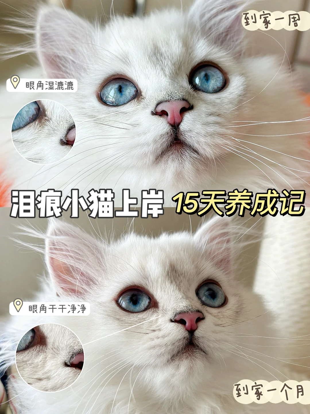 眼角不再湿漉漉！泪痕小猫轻松上岸！