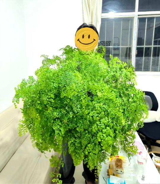 求求了😫 到底是谁在传铁线蕨难养啊？？