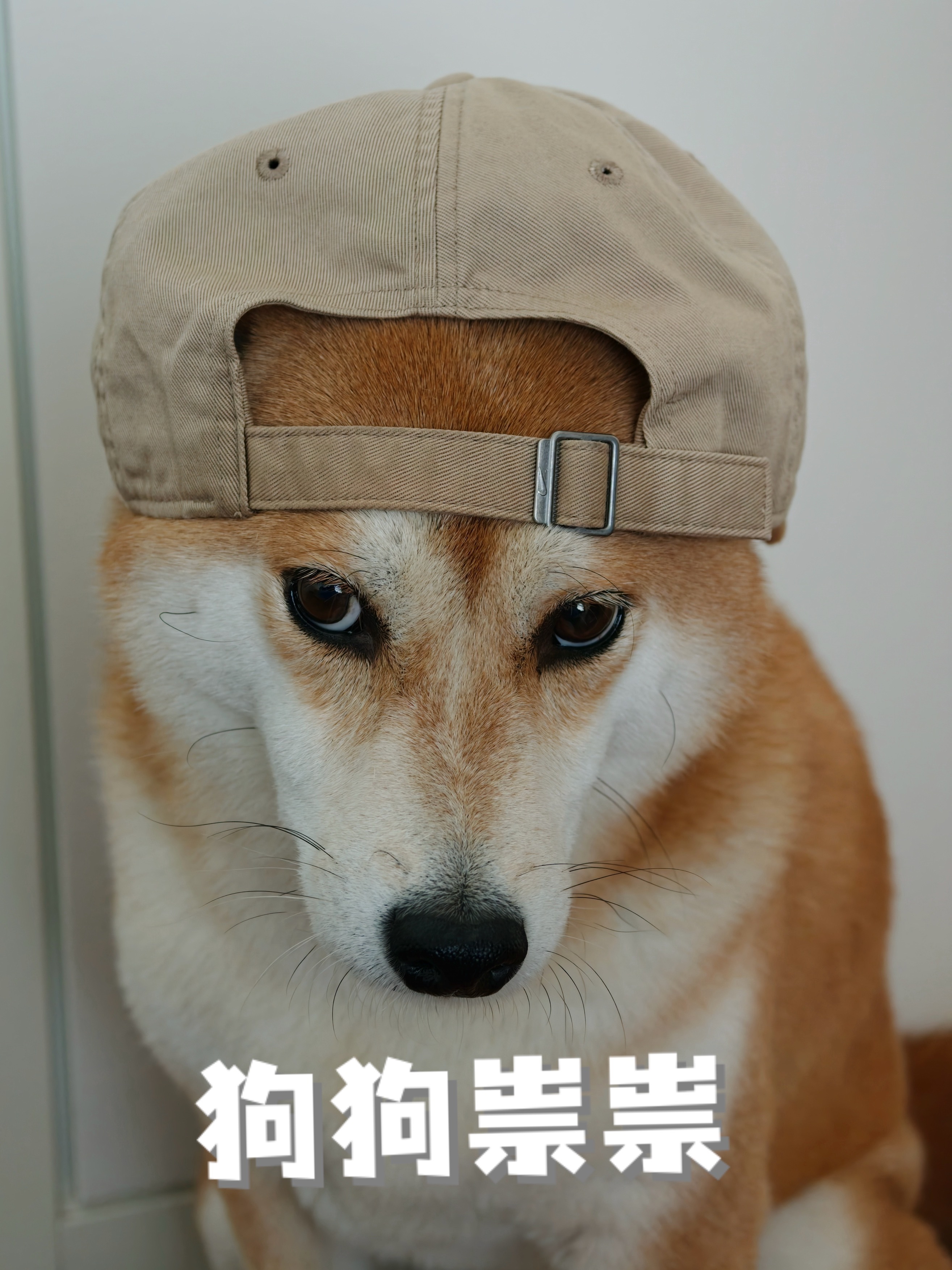 这少爷小狗咋看都不会腻耶… 