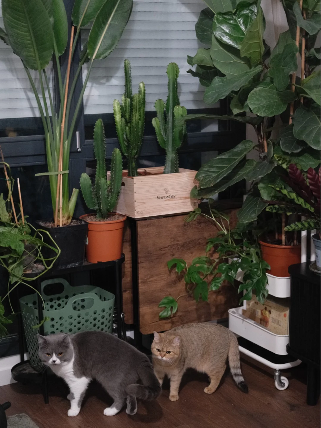 猫肥家润 客厅一角