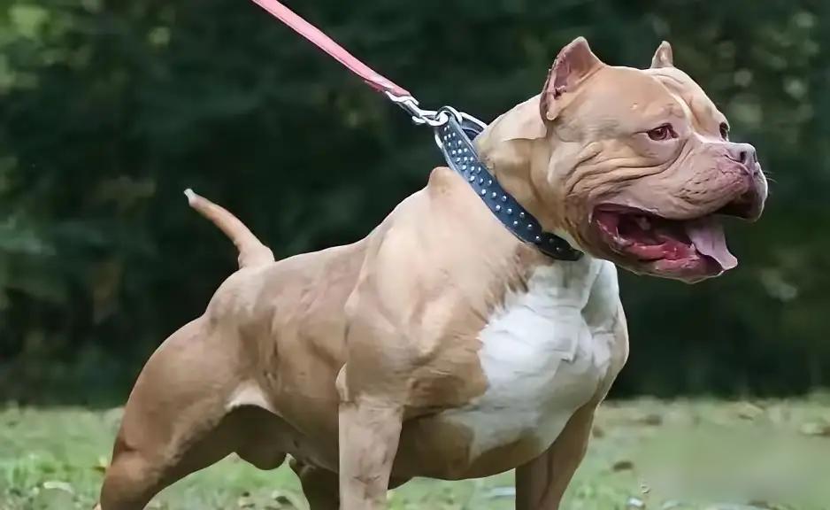 偶然刷到当年重庆发生烈性犬撕咬路人致死的案子，看完判决结果心里堵得难受，主人明知