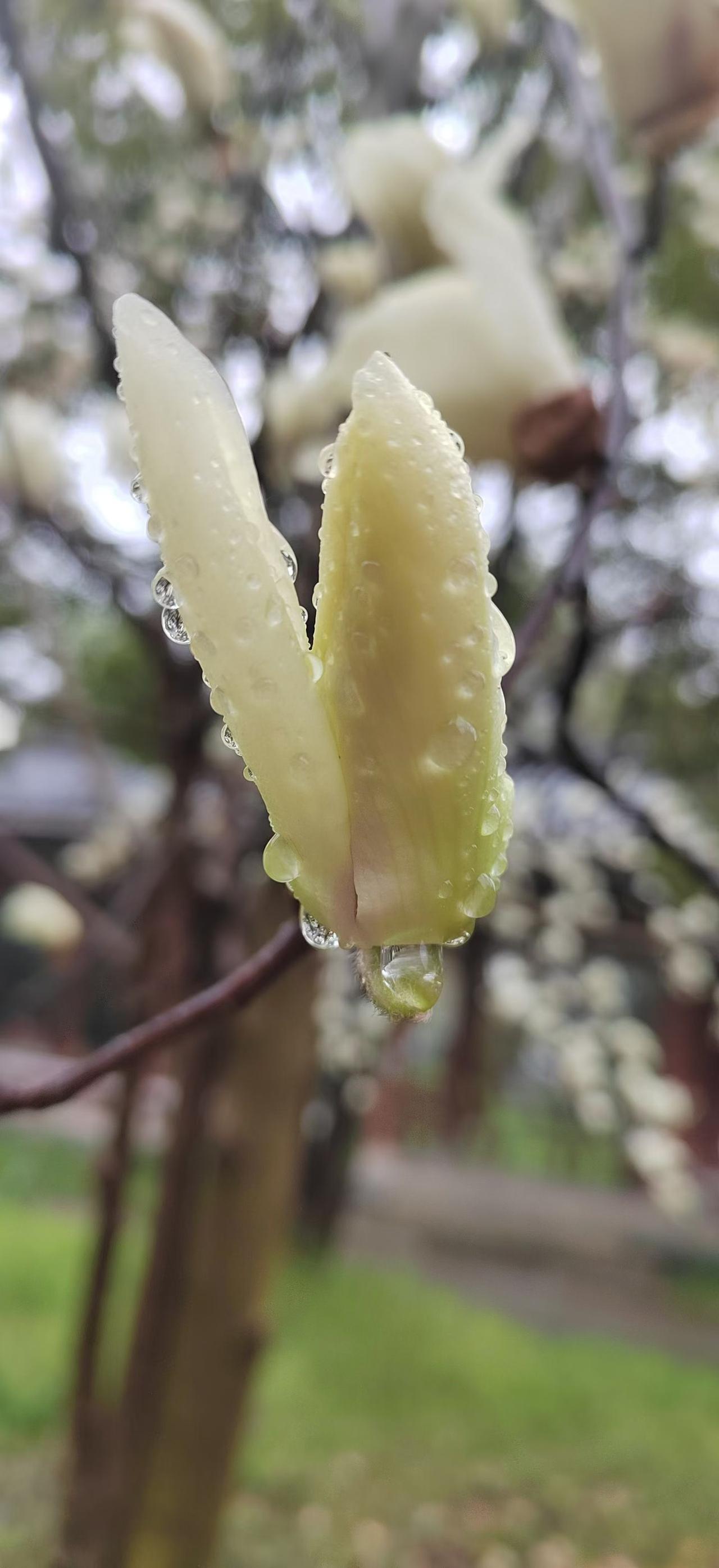 买手机也是以实用为原则，能买便宜点的，就买便宜的，贵的一般情况下，是不会选择的。
