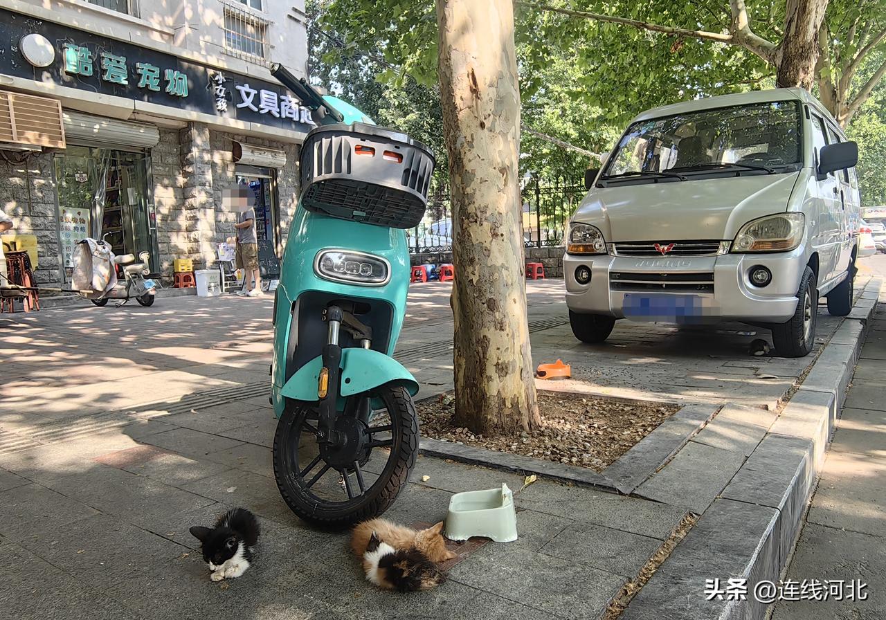 周边商户投喂守护小生命】8月10日上午，在石家庄建设大街与东风路交叉口南路西人行