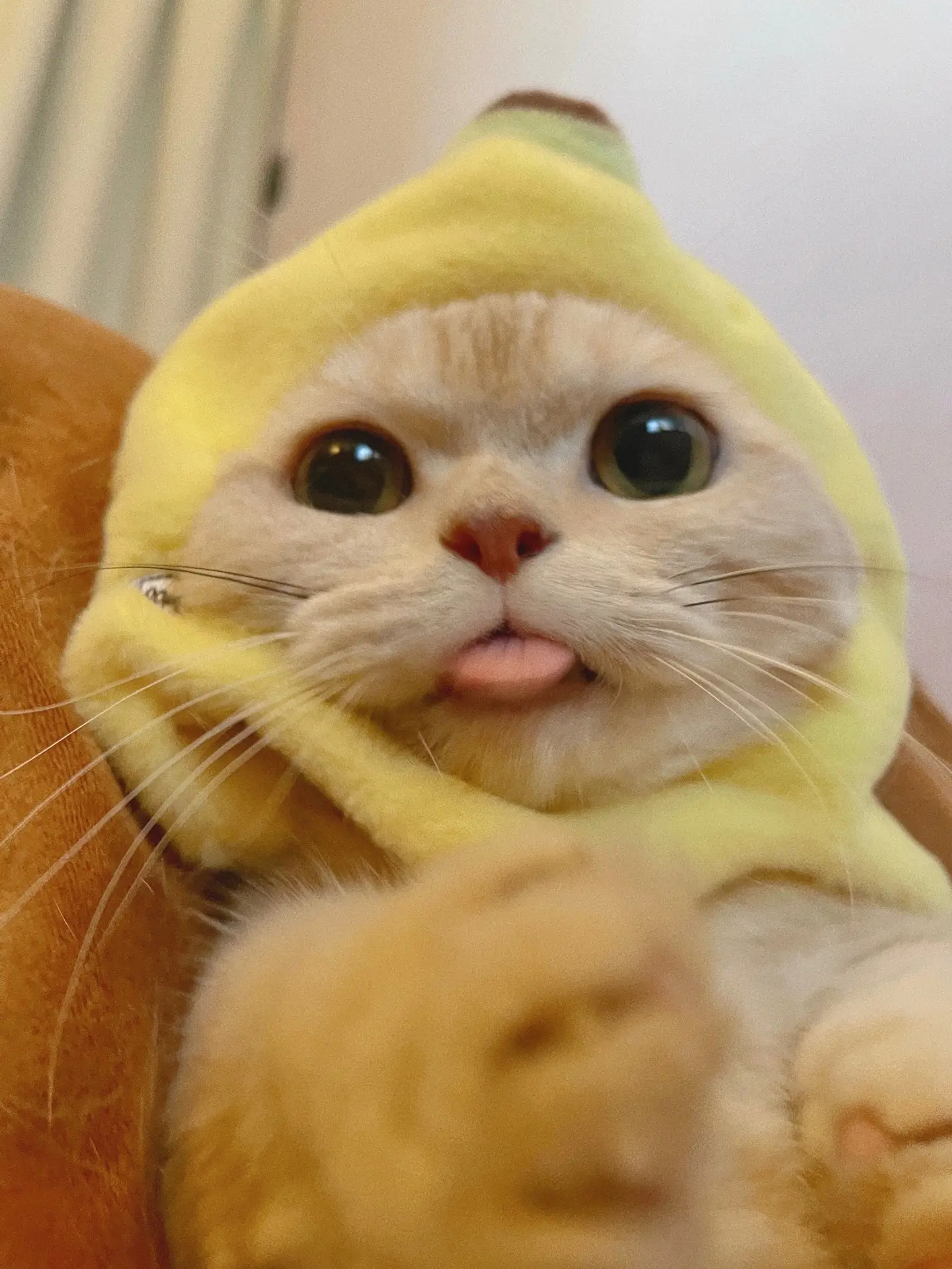 让小猫治愈你的焦虑