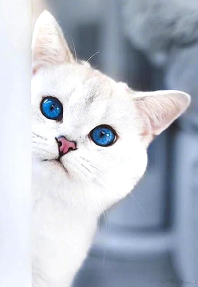 罕见宝石蓝猫眼 ​​​