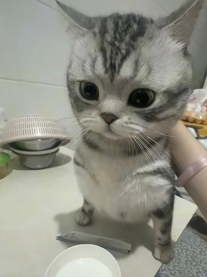 这个猫真的很林桉 