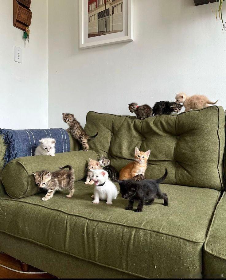 猫宁 