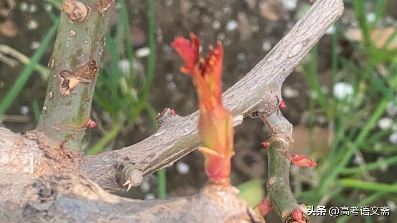 集卡领红包春意盎然，新芽初绽，大自然的生机勃勃。🌱🌿🌸