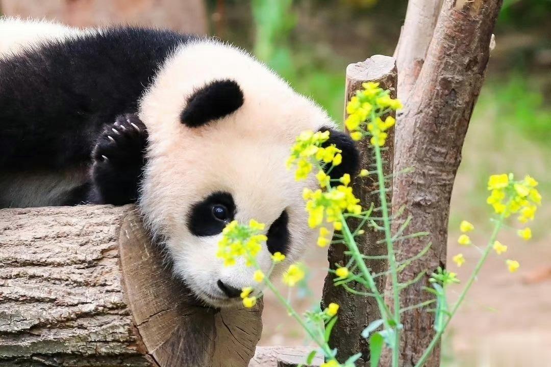 #福宝吃醋了#吃醋都这么可爱，果然颜值即正义，长得漂亮干什么都是对的，谁看了不说