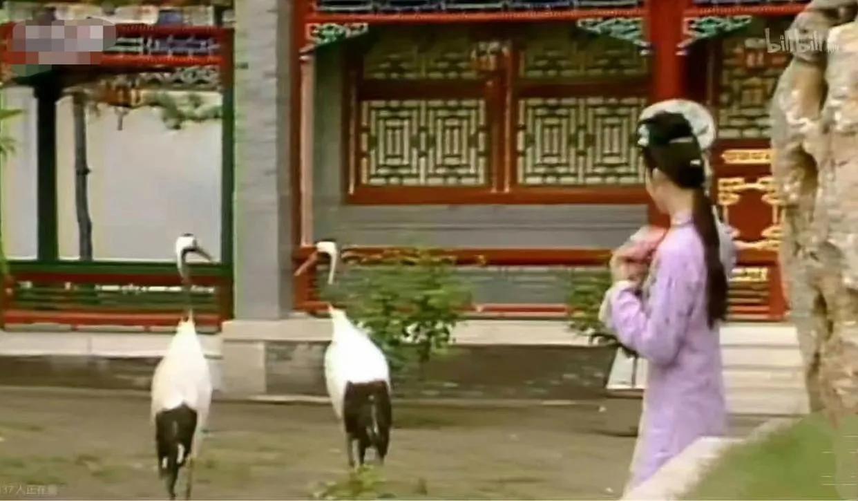 大家发现没，87版红楼梦，怡红院放的是仙鹤，据说是导演自北京动物园租了2只仙鹤，
