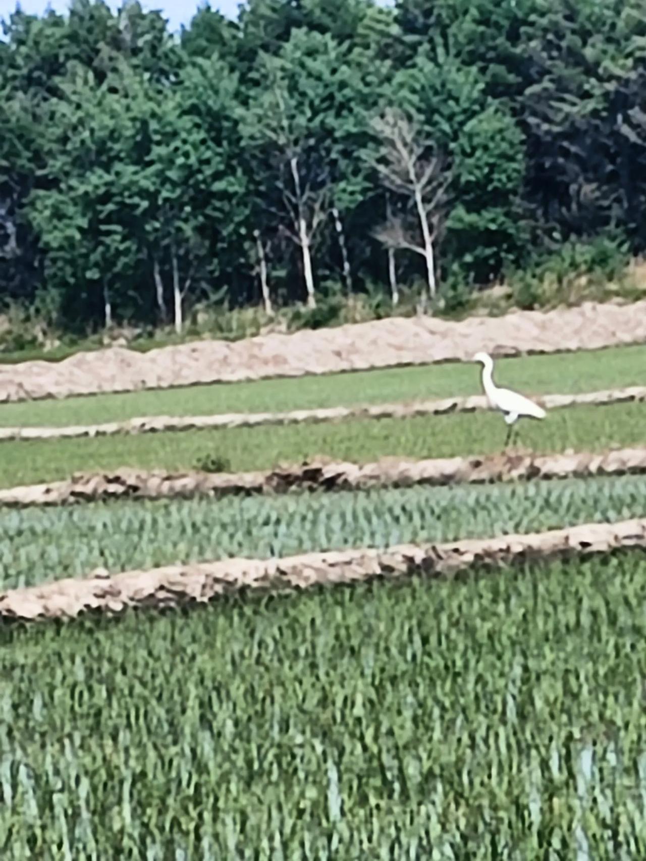 分享随手拍的家乡美丽风景