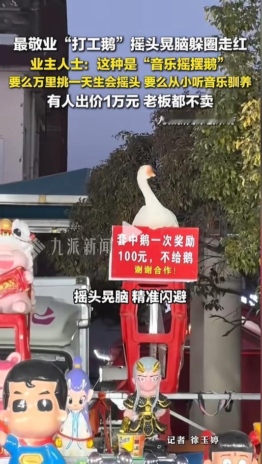 “天选打工鹅！”近日，安徽，一只套圈店里的大鹅火了。只见一只俊俏的大鹅，脖子在空
