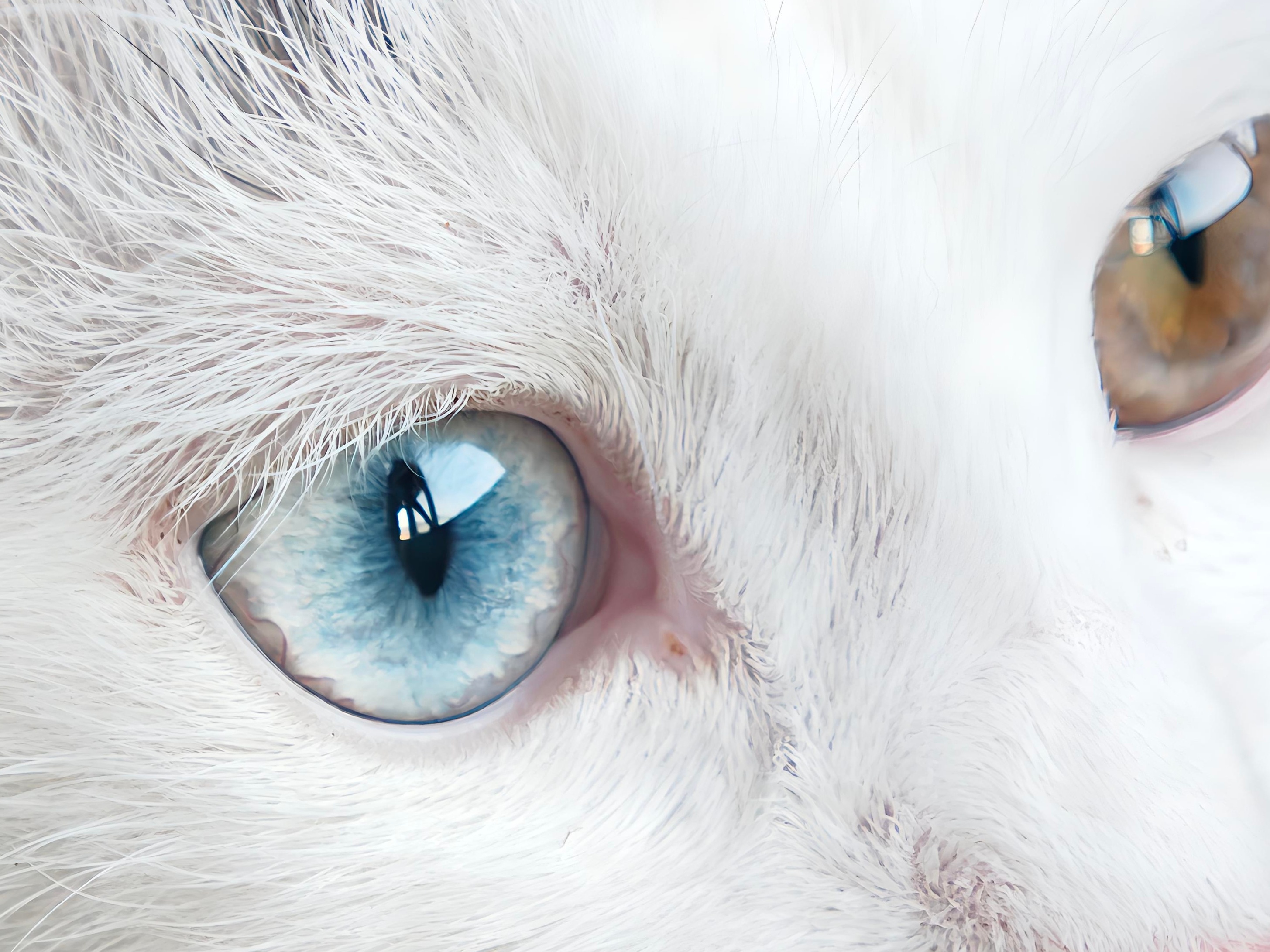 家有牛羊谁家猫猫自带两颗宝石[爱你][爱你][爱你] ​​​