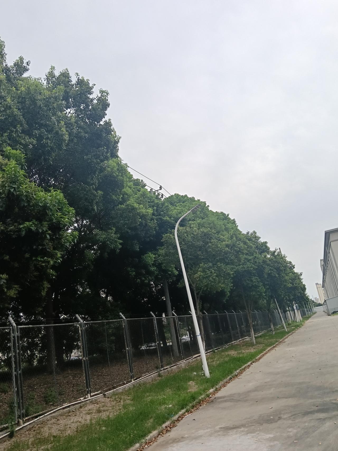 薄云笼罩傍晚的天空，落日透出柔和微光，紫薇花静静绽放在楼宇旁。淡紫小花缀满枝头，